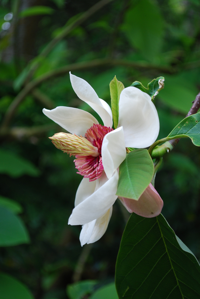 مگنولیا سیبلدی